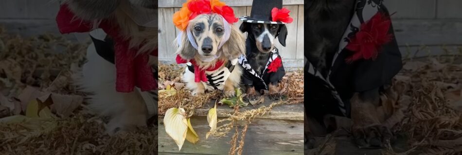 day of the dead